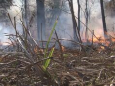 Incendios forestales azotan el condado de Walker Incendios forestales azotan el condado de Walker