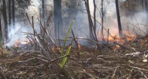 Incendios forestales azotan el condado de Walker Incendios forestales azotan el condado de Walker