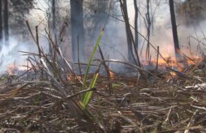 Incendios forestales azotan el condado de Walker Incendios forestales azotan el condado de Walker