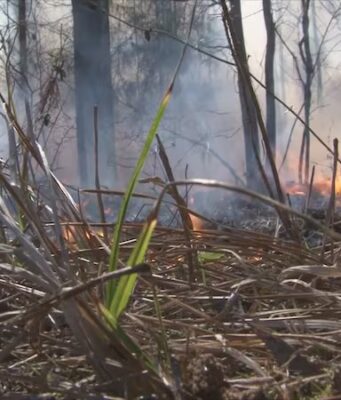 Incendios forestales azotan el condado de Walker Incendios forestales azotan el condado de Walker