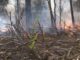 Incendios forestales azotan el condado de Walker Incendios forestales azotan el condado de Walker
