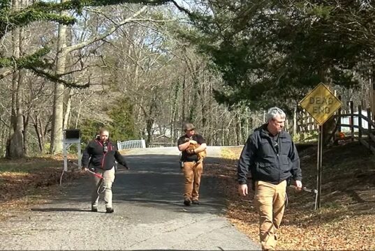 Vecinos de Gadsden, cansados de perros callejeros que aterrorizan su comunidad Vecinos de Gadsden, cansados de perros callejeros que aterrorizan su comunidad
