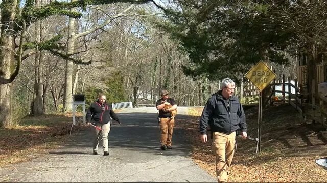 Vecinos de Gadsden, cansados de perros callejeros que aterrorizan su comunidad