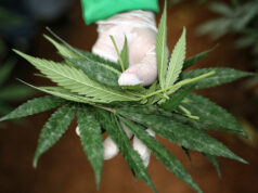 Estudio no halla evidencia de cannabis eficaz contra depresión y ansiedad Estudio no halla evidencia de cannabis eficaz contra depresión y ansiedad