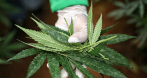 Estudio no halla evidencia de cannabis eficaz contra depresión y ansiedad Estudio no halla evidencia de cannabis eficaz contra depresión y ansiedad