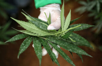 Estudio no halla evidencia de cannabis eficaz contra depresión y ansiedad Estudio no halla evidencia de cannabis eficaz contra depresión y ansiedad