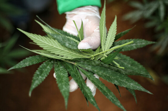 Estudio no halla evidencia de cannabis eficaz contra depresión y ansiedad