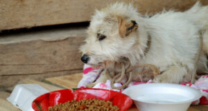 Nuevas normas de la Unión Europea para viajar con mascotas este 2026 Nuevas normas de la Unión Europea para viajar con mascotas este 2026