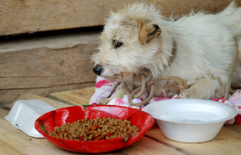 Nuevas normas de la Unión Europea para viajar con mascotas este 2026 Nuevas normas de la Unión Europea para viajar con mascotas este 2026
