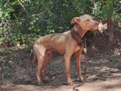 Alabama busca prohibir el encadenamiento de perros antes del cierre legislativo Alabama busca prohibir el encadenamiento de perros antes del cierre legislativo