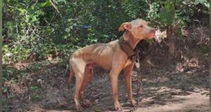 Alabama busca prohibir el encadenamiento de perros antes del cierre legislativo Alabama busca prohibir el encadenamiento de perros antes del cierre legislativo