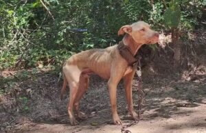 Alabama busca prohibir el encadenamiento de perros antes del cierre legislativo Alabama busca prohibir el encadenamiento de perros antes del cierre legislativo