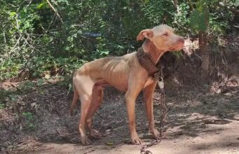 Alabama busca prohibir el encadenamiento de perros antes del cierre legislativo Alabama busca prohibir el encadenamiento de perros antes del cierre legislativo