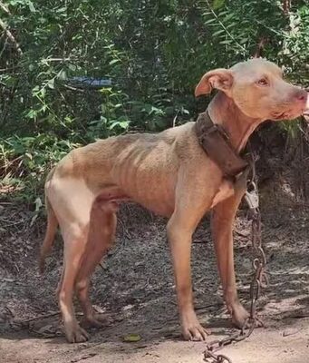 Alabama busca prohibir el encadenamiento de perros antes del cierre legislativo Alabama busca prohibir el encadenamiento de perros antes del cierre legislativo