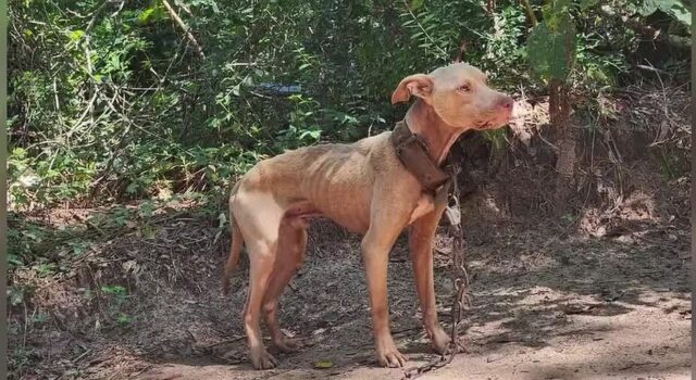 Alabama busca prohibir el encadenamiento de perros antes del cierre legislativo Alabama busca prohibir el encadenamiento de perros antes del cierre legislativo