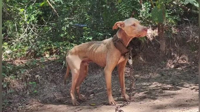 Alabama busca prohibir el encadenamiento de perros antes del cierre legislativo Alabama busca prohibir el encadenamiento de perros antes del cierre legislativo