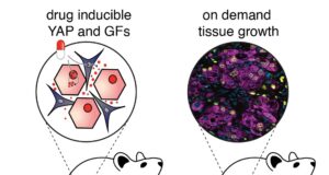 Avance científico abre la puerta a regenerar hígado dentro del cuerpo sin trasplante Avance científico abre la puerta a regenerar hígado dentro del cuerpo sin trasplante