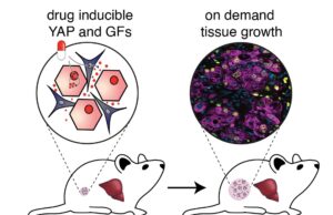 Avance científico abre la puerta a regenerar hígado dentro del cuerpo sin trasplante Avance científico abre la puerta a regenerar hígado dentro del cuerpo sin trasplante