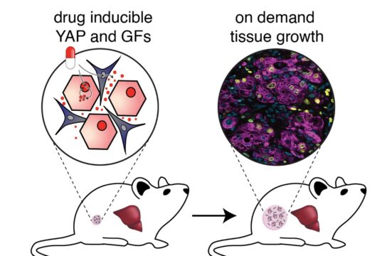 Avance científico abre la puerta a regenerar hígado dentro del cuerpo sin trasplante Avance científico abre la puerta a regenerar hígado dentro del cuerpo sin trasplante