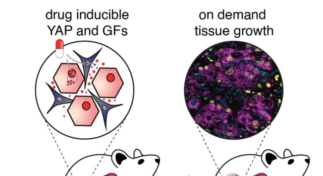Avance científico abre la puerta a regenerar hígado dentro del cuerpo sin trasplante Avance científico abre la puerta a regenerar hígado dentro del cuerpo sin trasplante