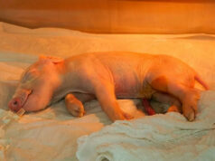 Brasil clona el primer cerdo para trasplantes de órganos en América Latina Brasil clona el primer cerdo para trasplantes de órganos en América Latina