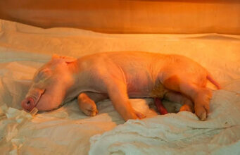 Brasil clona el primer cerdo para trasplantes de órganos en América Latina Brasil clona el primer cerdo para trasplantes de órganos en América Latina