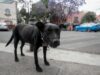 Escándalo en México por sacrificio masivo de perros Escándalo en México por sacrificio masivo de perros