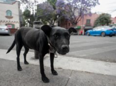Escándalo en México por sacrificio masivo de perros Escándalo en México por sacrificio masivo de perros