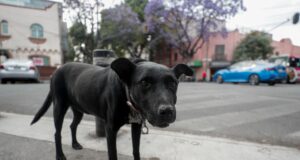 Escándalo en México por sacrificio masivo de perros Escándalo en México por sacrificio masivo de perros