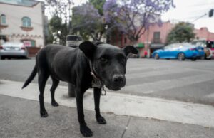 Escándalo en México por sacrificio masivo de perros Escándalo en México por sacrificio masivo de perros