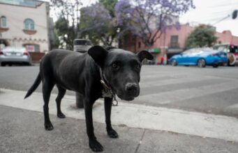 Escándalo en México por sacrificio masivo de perros Escándalo en México por sacrificio masivo de perros