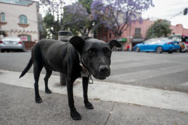 Escándalo en México por sacrificio masivo de perros