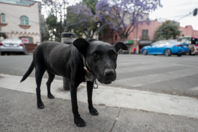 Escándalo en México por sacrificio masivo de perros Escándalo en México por sacrificio masivo de perros