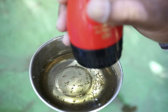 México crea inteligencia artificial para combatir dengue tras repunte de casos México crea inteligencia artificial para combatir dengue tras repunte de casos