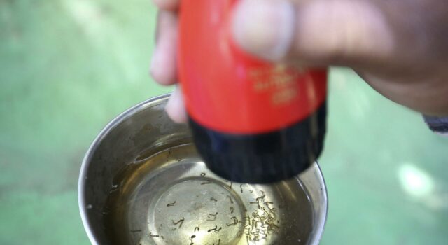 México crea inteligencia artificial para combatir dengue tras repunte de casos México crea inteligencia artificial para combatir dengue tras repunte de casos