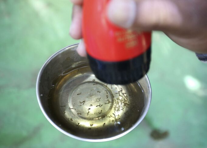 México crea inteligencia artificial para combatir dengue tras repunte de casos México crea inteligencia artificial para combatir dengue tras repunte de casos