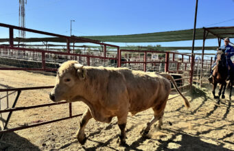 Millonarias pérdidas en la ganadería mexicana por restricciones de exportación a Estados Unidos Millonarias pérdidas en la ganadería mexicana por restricciones de exportación a Estados Unidos
