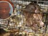 Condena por peleas de perros en Alabama deja 10 años de cárcel Un perro pitbull dentro de una jaula descuidada junto a la foto de perfil del acusado Carlton Lenard Adams.