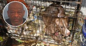 Condena por peleas de perros en Alabama deja 10 años de cárcel Un perro pitbull dentro de una jaula descuidada junto a la foto de perfil del acusado Carlton Lenard Adams.