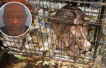 Condena por peleas de perros en Alabama deja 10 años de cárcel Un perro pitbull dentro de una jaula descuidada junto a la foto de perfil del acusado Carlton Lenard Adams.