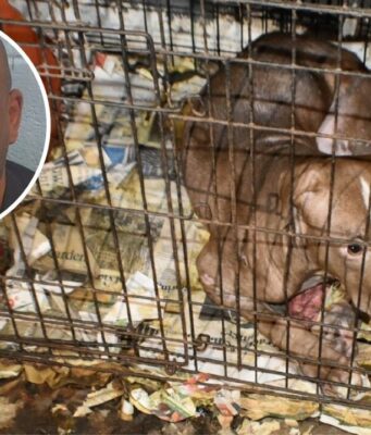 Condena por peleas de perros en Alabama deja 10 años de cárcel Un perro pitbull dentro de una jaula descuidada junto a la foto de perfil del acusado Carlton Lenard Adams.