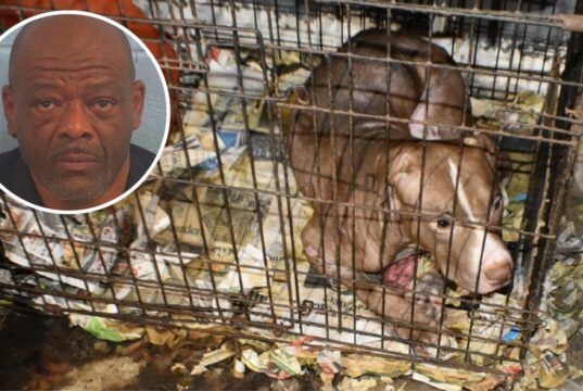 Condena por peleas de perros en Alabama deja 10 años de cárcel Un perro pitbull dentro de una jaula descuidada junto a la foto de perfil del acusado Carlton Lenard Adams.