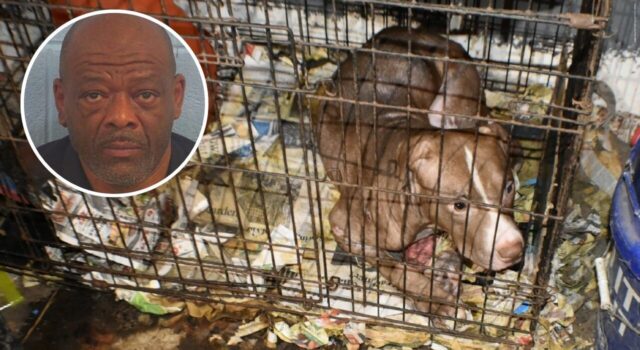 Condena por peleas de perros en Alabama deja 10 años de cárcel Un perro pitbull dentro de una jaula descuidada junto a la foto de perfil del acusado Carlton Lenard Adams.