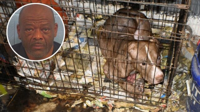 Un perro pitbull dentro de una jaula descuidada junto a la foto de perfil del acusado Carlton Lenard Adams.