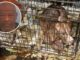 Condena por peleas de perros en Alabama deja 10 años de cárcel Un perro pitbull dentro de una jaula descuidada junto a la foto de perfil del acusado Carlton Lenard Adams.