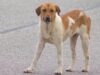 Control de perros en Sylacauga busca alternativa humanitaria Perro callejero de color blanco y marrón parado sobre el asfalto de la Autopista 280 en Sylacauga.