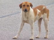 Control de perros en Sylacauga busca alternativa humanitaria Perro callejero de color blanco y marrón parado sobre el asfalto de la Autopista 280 en Sylacauga.