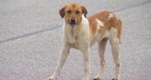 Control de perros en Sylacauga busca alternativa humanitaria Perro callejero de color blanco y marrón parado sobre el asfalto de la Autopista 280 en Sylacauga.