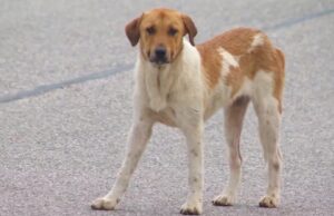 Control de perros en Sylacauga busca alternativa humanitaria Perro callejero de color blanco y marrón parado sobre el asfalto de la Autopista 280 en Sylacauga.