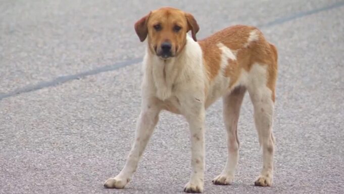 Control de perros en Sylacauga busca alternativa humanitaria Perro callejero de color blanco y marrón parado sobre el asfalto de la Autopista 280 en Sylacauga.